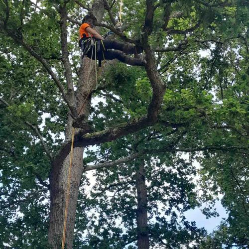 Camelia Botnar Foundation Estate Maintenance Department 121630