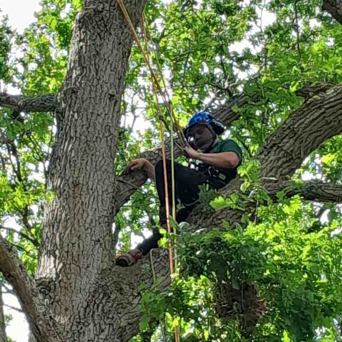 Camelia Botnar Foundation Estate Maintenance Department 135635